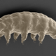 Preliminary evidence suggests some microbes and tiny animals like tardigrades (pictured) can survive exposure to the vacuum of space.